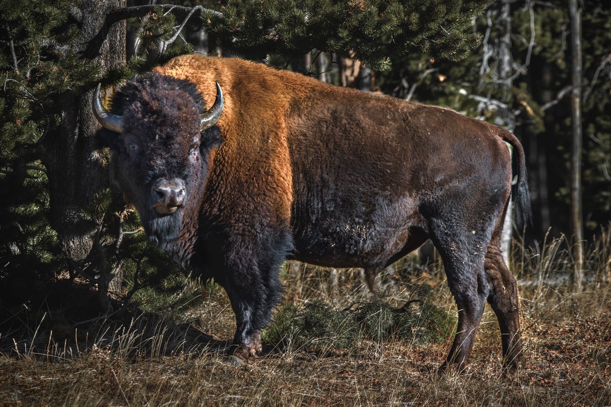 Boondock Saint (@hrchangthembho) on Twitter photo 