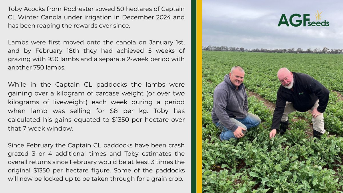 Captain CL Success Stories - Turning Winter Canola into Lamb