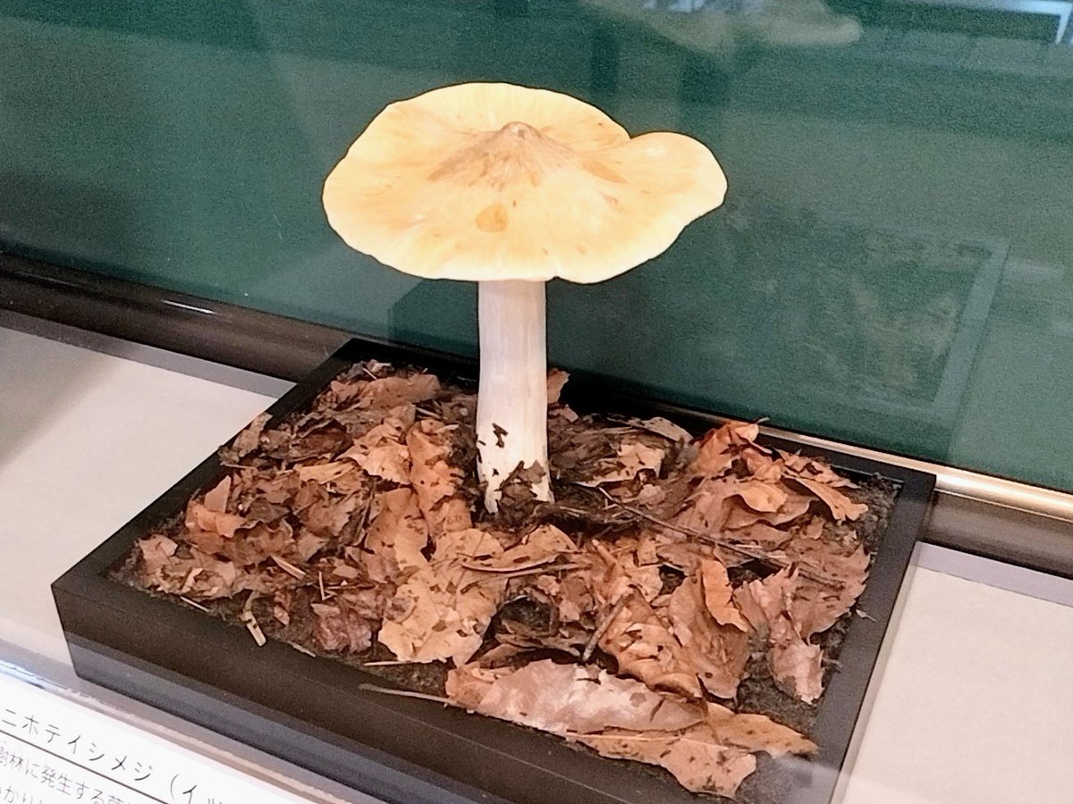 埼玉県立自然の博物館 on X