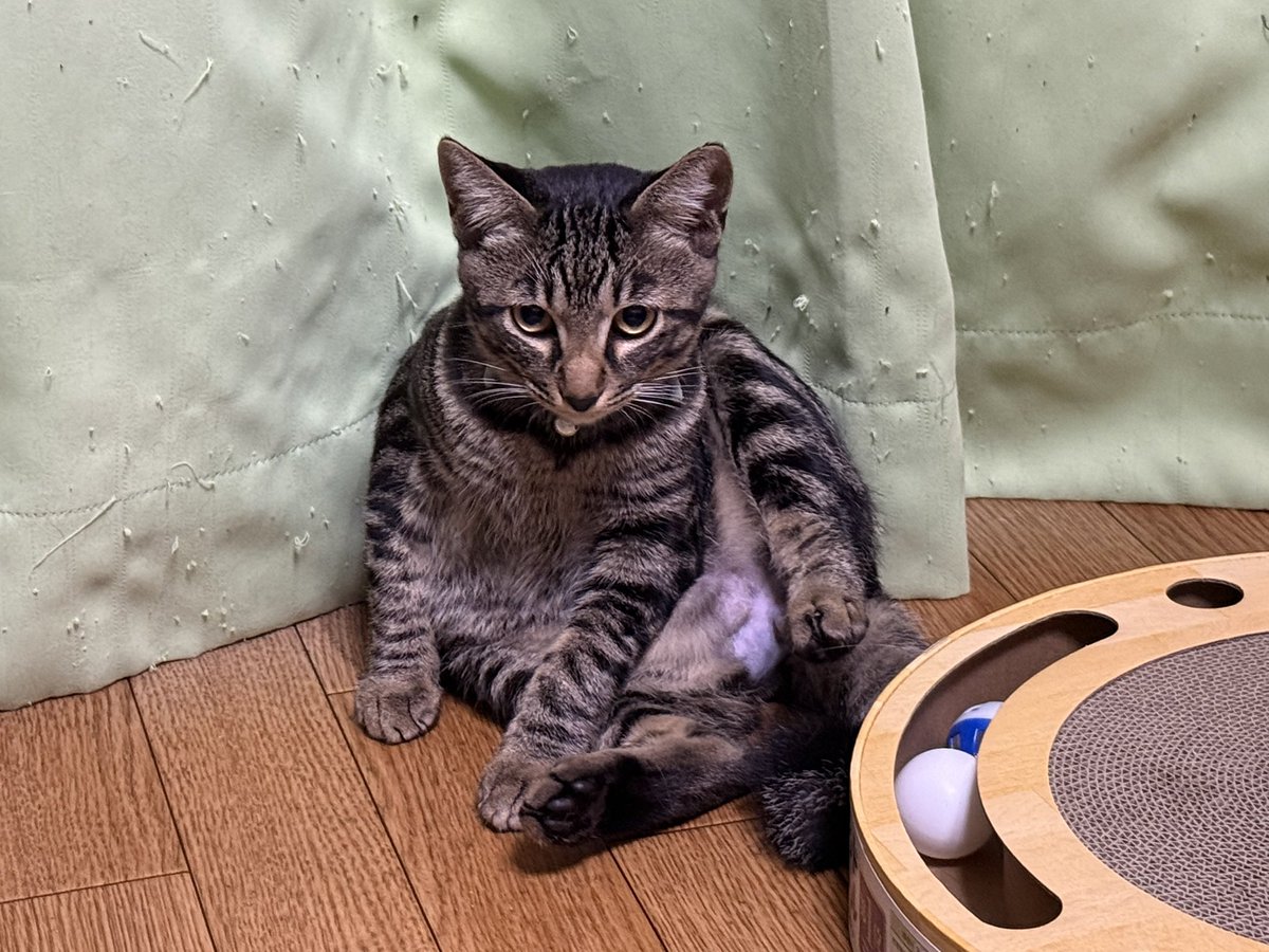 kokoichiban2's tweet photo. アサガオの去勢手術終わりました

🏥先生から大人しかったって褒められました
連れて帰ってから、すぐにご飯も食べました

次は妹のヒマワリ🌻ですが、、、
体重が増えないので先送りです

#アサヒマ兄妹
#アサガオ　3.3kg
#ヒマワリ　2.0kg
#去勢手術 https://t.co/wrFt4WpZ6R