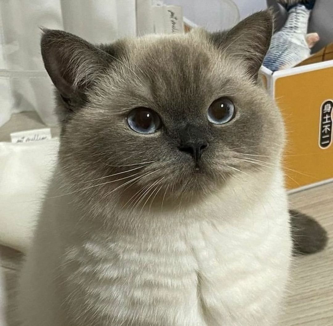 TheCatsX's tweet photo. My two moods: https://t.co/jiwCm1qTWc