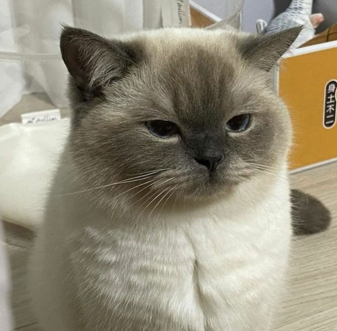 TheCatsX's tweet photo. My two moods: https://t.co/jiwCm1qTWc