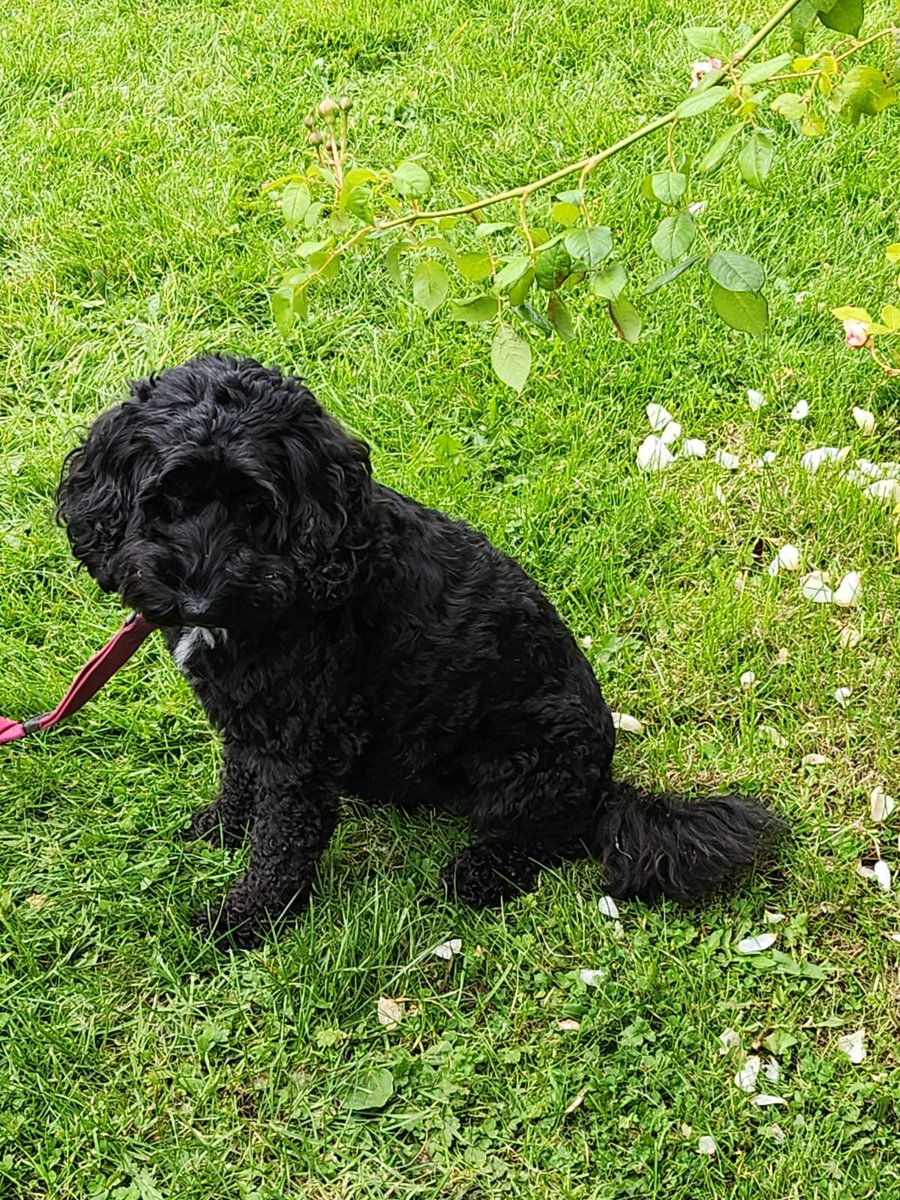 The Starfish Way tweet media