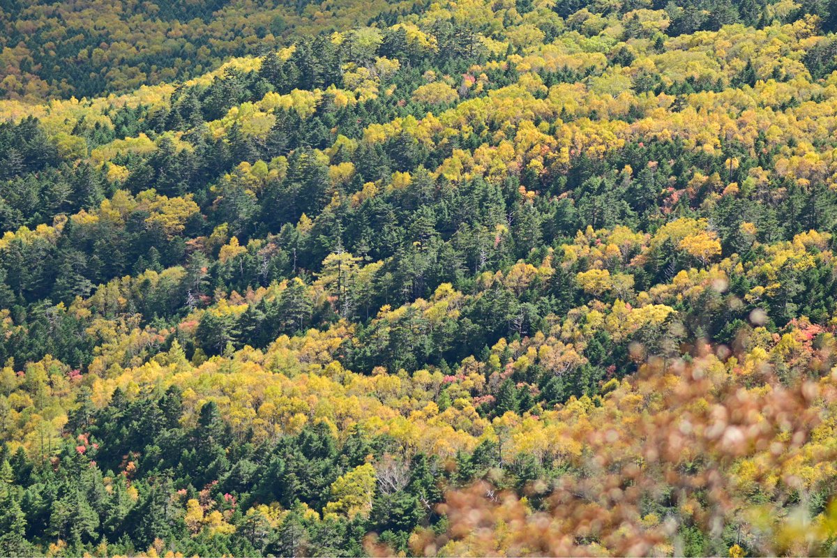 YamYam登山 on X