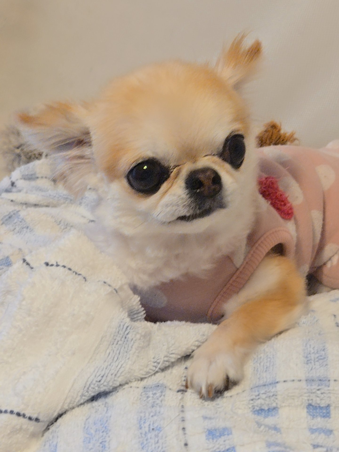 ワン子♡ miwa | @kiko_1105 きこちゃんをcut💕💕 お顔周りも作って結ん