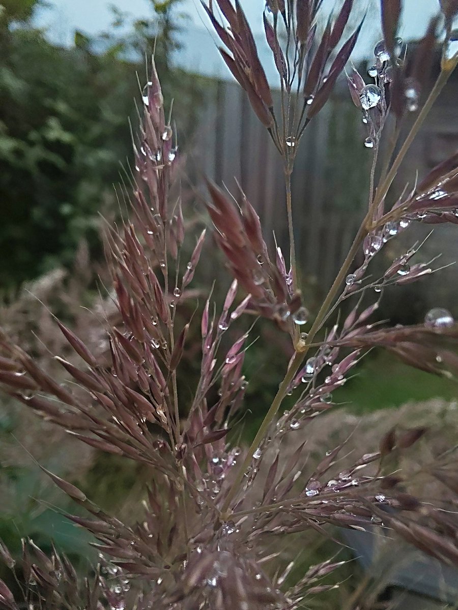 En deze ook...pareltjes in de tuin...