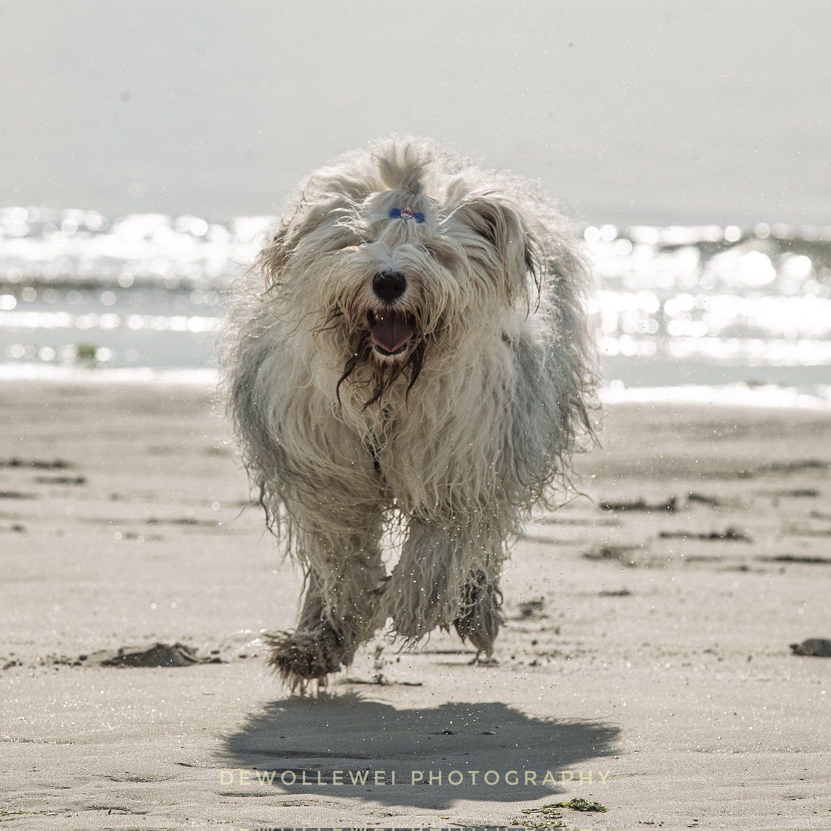 dewollewei's tweet image. I can fly...
#oldenglishsheepdog 
#oes
#bobtail