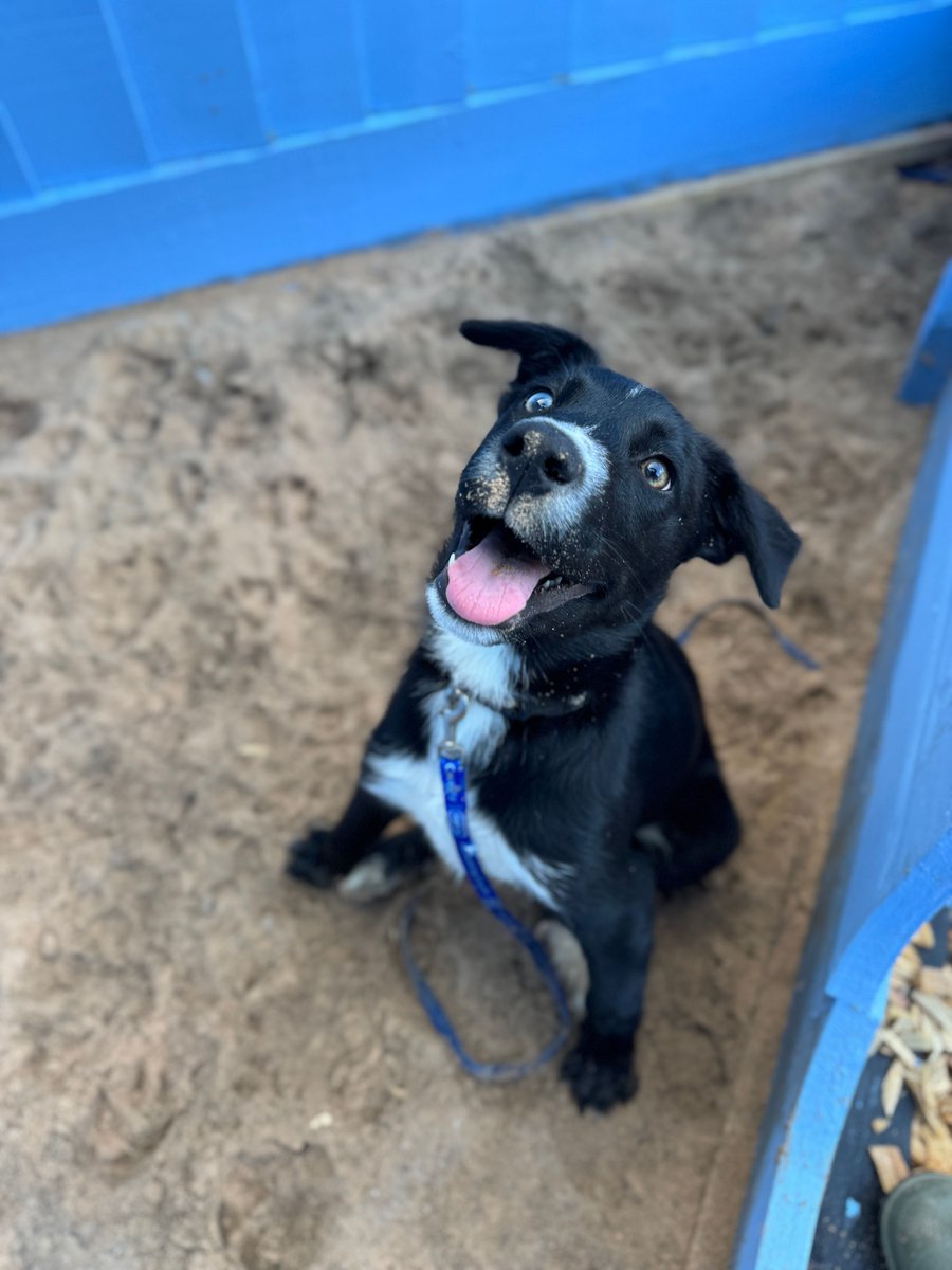 Marvellous Max is a 4 month old Collie Cross who cannot wait to be the light of someone’s life! 
Find out more about our dogs available for rehoming via the link below🐾 
rspca-littlevalley.org.uk/dogs/