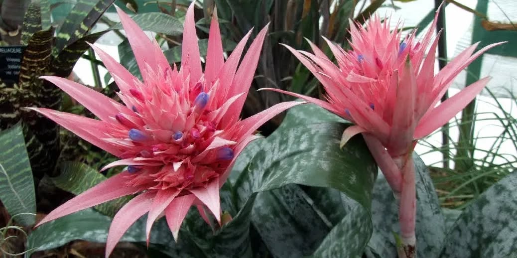 Liverpool Botanical Trust tweet media