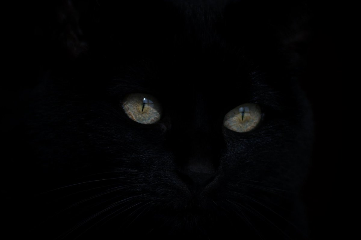 ⛧ℭ𝔬𝔴𝔟𝔬𝔶 𝔓𝔥𝔬𝔱𝔬𝔤𝔯𝔞𝔭𝔥𝔢𝔯⛧ tweet media