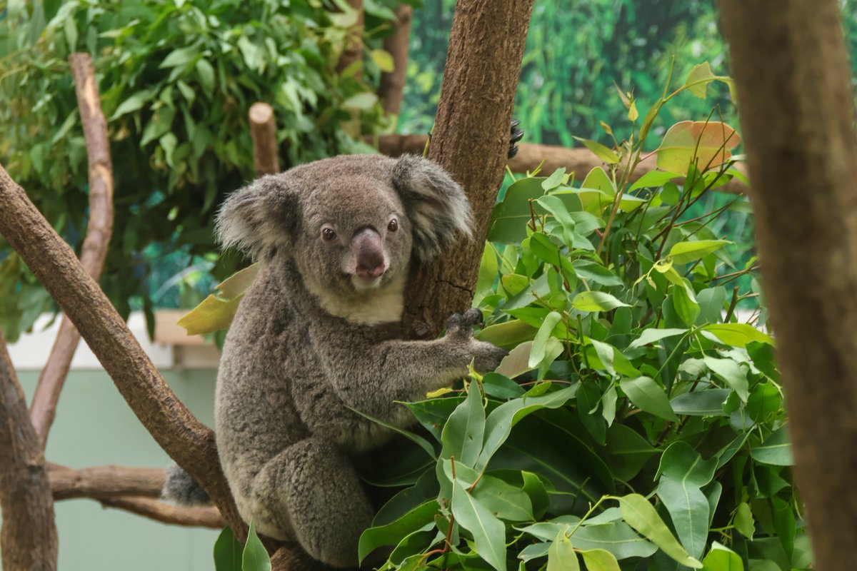 love2koala's tweet image. ちょっと目キュルルンすぎないか。
#コアラ 
#つくし 
#平川動物公園