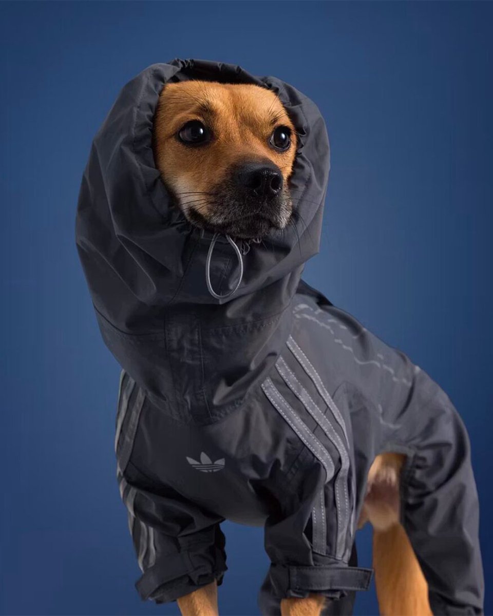 viewsfrance's tweet photo. adidas Originals lance une collection de vêtements et d’accessoires pour animaux de compagnie. https://t.co/l603uX3kda