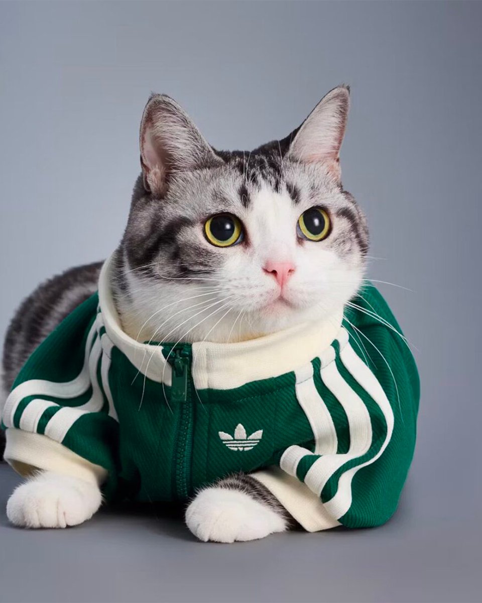 viewsfrance's tweet photo. adidas Originals lance une collection de vêtements et d’accessoires pour animaux de compagnie. https://t.co/l603uX3kda