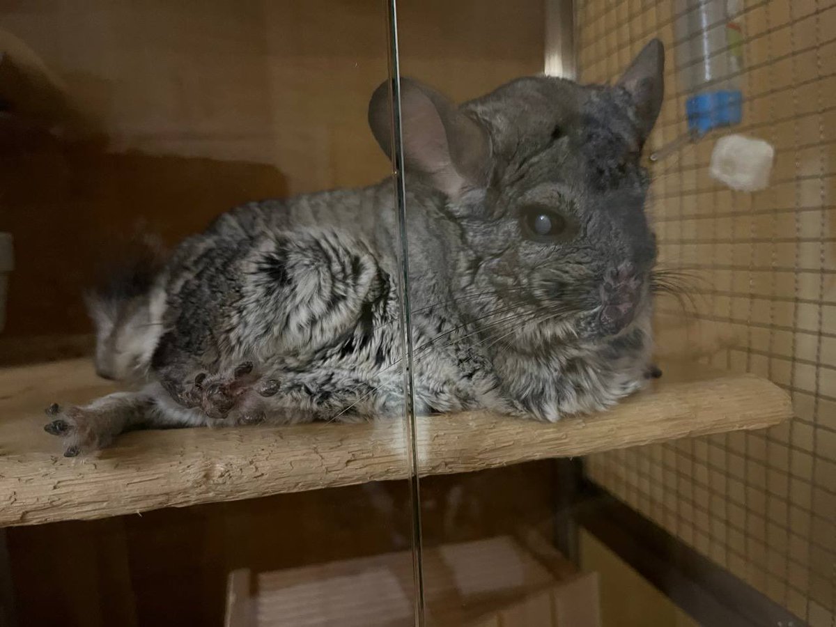 Но вообще я вам шиншиллу принесла, вот: