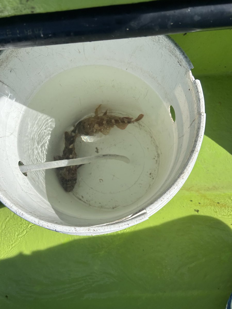 カワハギ釣れんかった😭