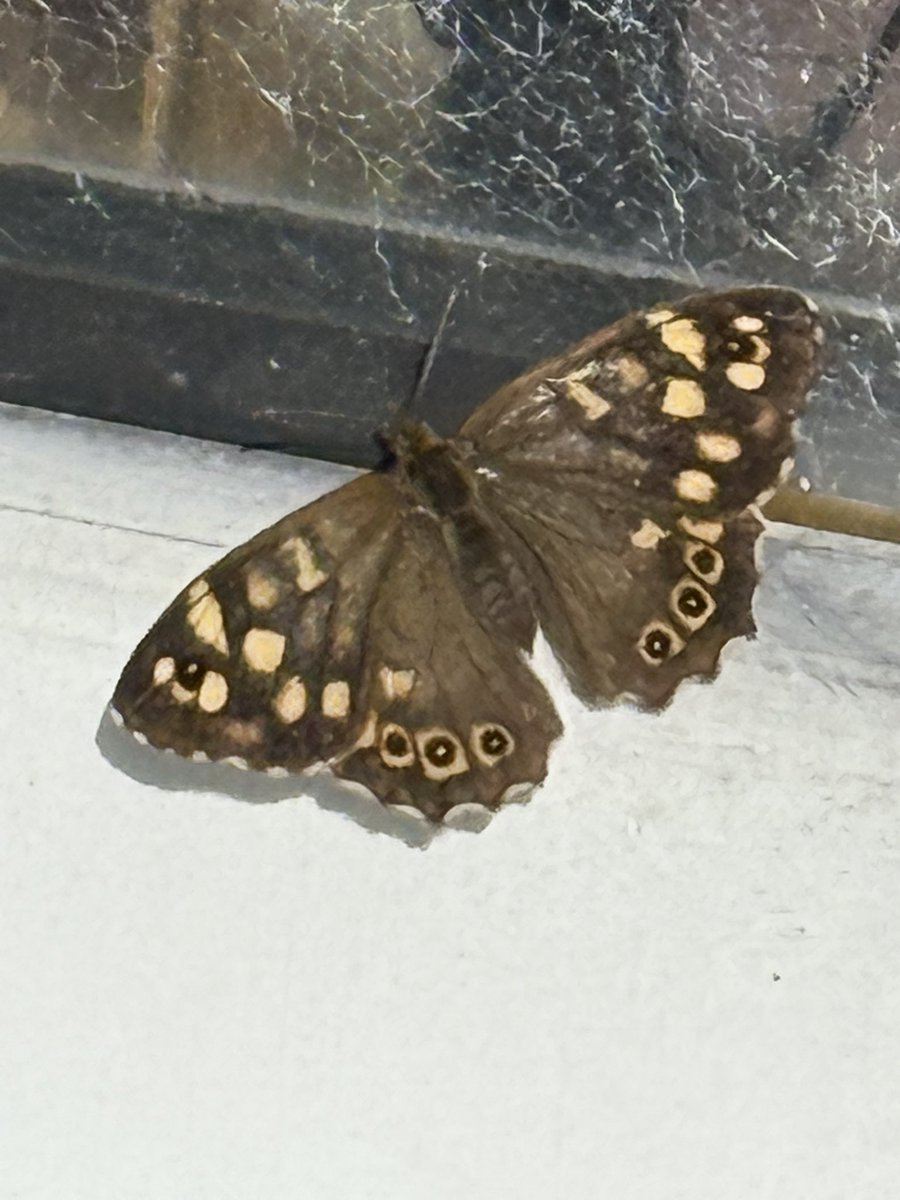 Alan m frost 🇺🇦 🇵🇸 (@alanmfrost1) on Twitter photo Nice seeing a speckled wood in October. Nice seeing a speckled wood in October.