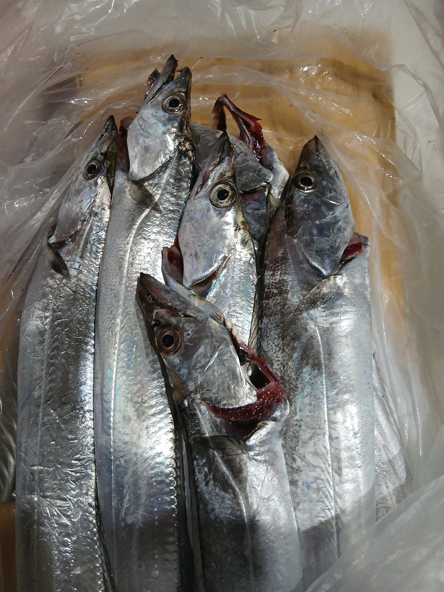 アツさんに太刀魚たくさんいだいたので太刀魚三昧🥳✨️
今年は食べれへんかも思ってたしめっちゃ嬉しい😆
いつもありがとうございます♪
1歳ボーイは蒲焼きパクついてた🤭
