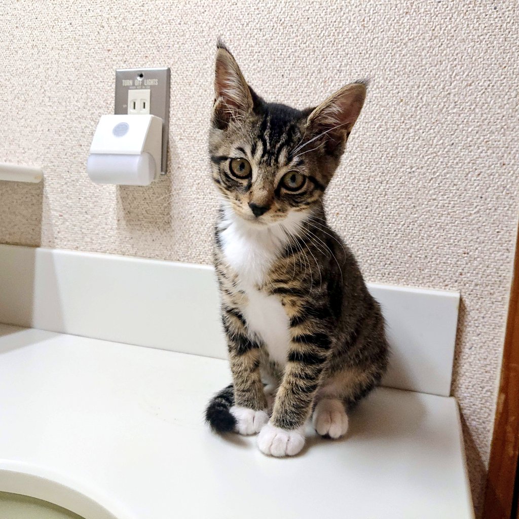 shizuyo55's tweet image. #みらい動物病院
病院のHPもお金を掛けずにお手伝いいただいてつくりました。無駄を省き節約も楽しくやってます笑
デザインとかセンスゼロなので苦手な分野には目を瞑ってしまう💦笑
また気がつく事があれば教えてください🙏プロフィールからみていただければ嬉しいです🙏🙏🙏