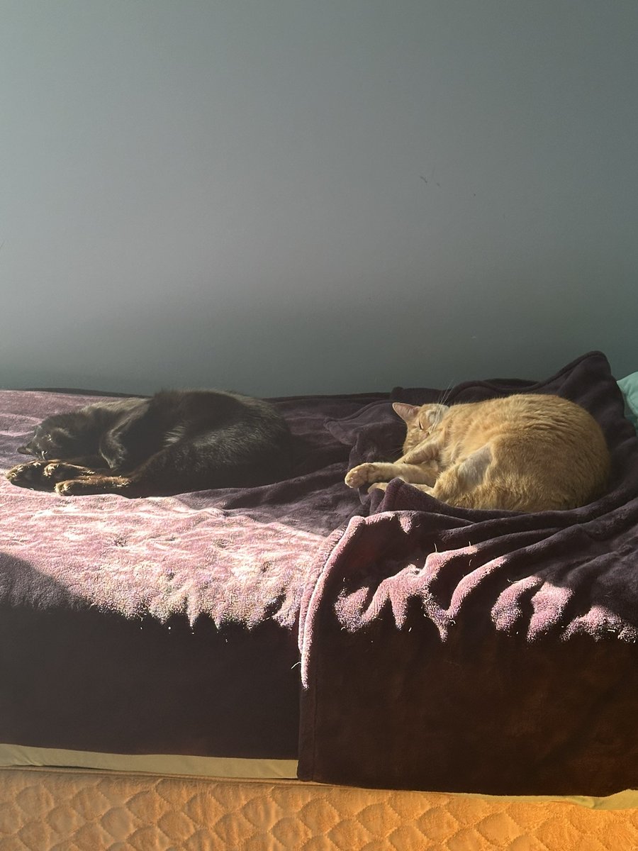 // one more thing since it’s 7 AM AND I NEED TO SLEEP. (I stayed up to long)

Keep in mind there’s an actual person behind this account gang.

Some people said weird things earlier to me and it made me weirded out

2nd image unrelated it’s just my cats.
