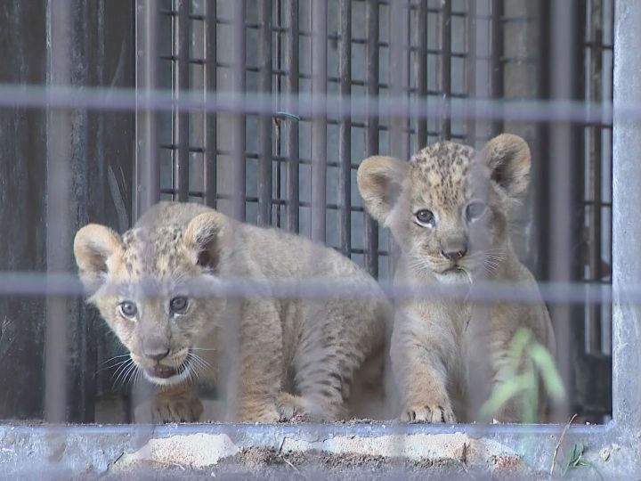 可愛い】4年ぶり誕生、8月生まれのライオンの赤ちゃん公開 愛知・のん