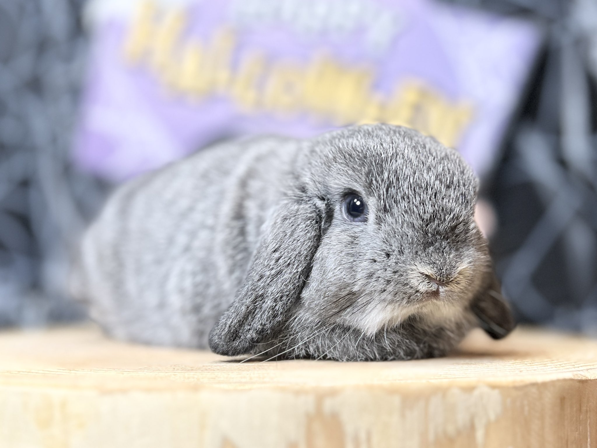 ラシュトン✳︎Rushtonうさぎさん ラシュトン✳︎Rushtonうさぎさん