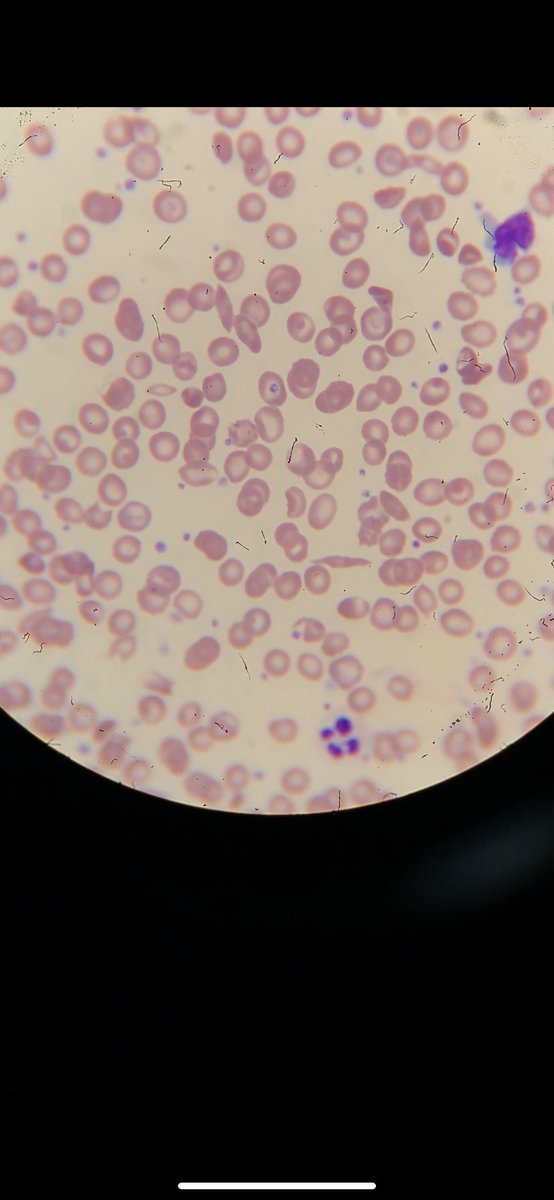 MLS. Tayf tweet media