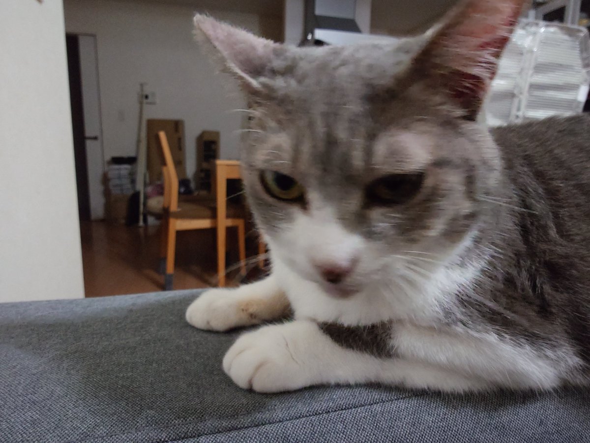 にゃく姫は 今日も可愛い。