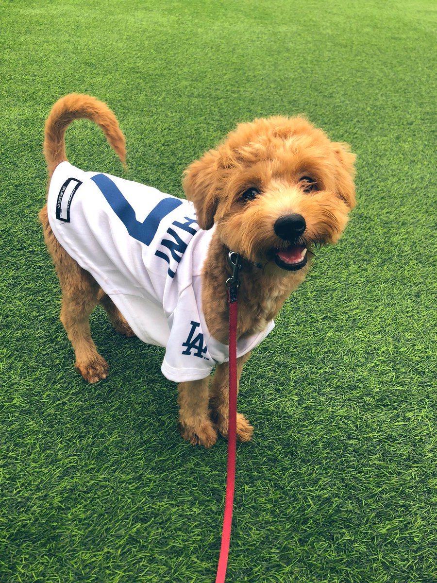 nisinisimura771's tweet photo. 全身刈られたオリオン🐕🐶

大谷ユニフォーム着たら
なんとか可愛くなった🥰
ｵｵﾀﾆｻｰﾝ‼️

ペットショップで散々暴れて
久しぶりの、アウトレットに興奮🤩

私は久々君津の湯外気浴で
1時間寝たわ💤😪快適やった笑
#MQiLeOIlG6ldpaI 
#木更津
#オリオン
#犬
#君津の湯 https://t.co/BIgH0a7W7D