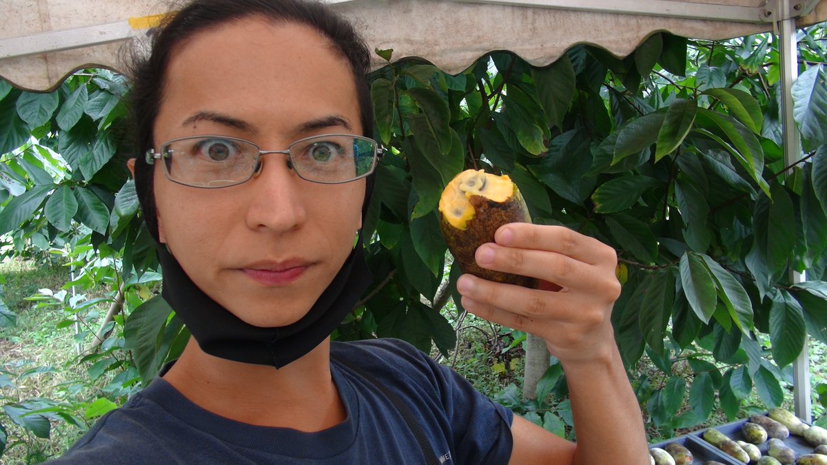 KisaMake's tweet image. この間ファームポポーさんにお邪魔しました！食べ放題で持ち帰りたい時は1グラムで1円なのに1キロ買えばもう1キロが無料で貰える謎のシステム！柿と栗も無料で貰いましたｗ
I just went to a Paw Paw Orchard. If you buy 1 kg you get another 1kg for free. Persimmons and chestnuts were free too!