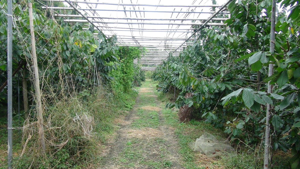 KisaMake's tweet image. この間ファームポポーさんにお邪魔しました！食べ放題で持ち帰りたい時は1グラムで1円なのに1キロ買えばもう1キロが無料で貰える謎のシステム！柿と栗も無料で貰いましたｗ
I just went to a Paw Paw Orchard. If you buy 1 kg you get another 1kg for free. Persimmons and chestnuts were free too!