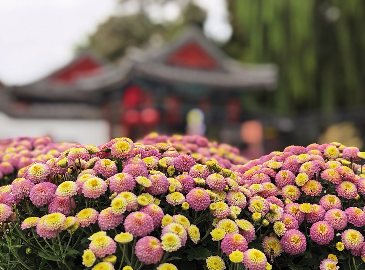 DailyBeijing's tweet image. Ritan Park in #Beijing is blanketed in #autumn hues! Over 8,000 spray chrysanthemums are in full bloom, creating a stunning spectacle that has made it a must-visit destination for the holiday.