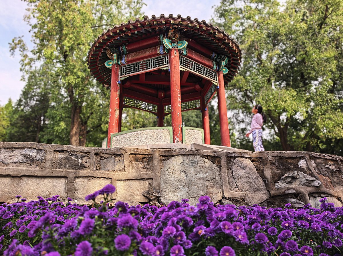 DailyBeijing's tweet image. Ritan Park in #Beijing is blanketed in #autumn hues! Over 8,000 spray chrysanthemums are in full bloom, creating a stunning spectacle that has made it a must-visit destination for the holiday.