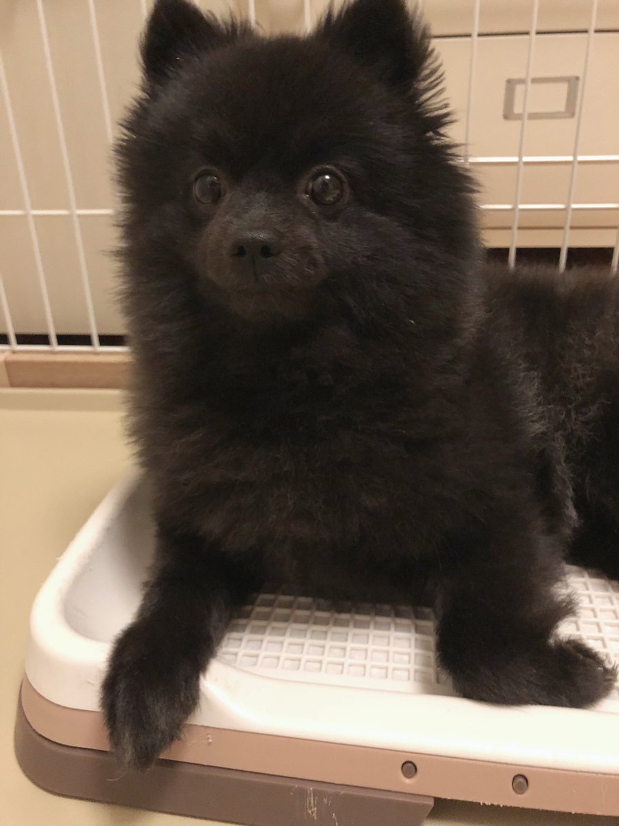 こんばんみ毛が伸びてきて最近ポメっぽくなってきた琥珀です🐻
くつろぎシートの上で相変わらず鎮座してますが…トイレですよ🚽そこ😮‍💨
期待の眼差し琥珀さんまだ遊べませんぜ😭
使えない父ちゃんは明日朝からの会議資料をこれから夜な夜な作るからさ…😭
#ファイトおれ
#拗ねるな琥珀
#ポメラニアン