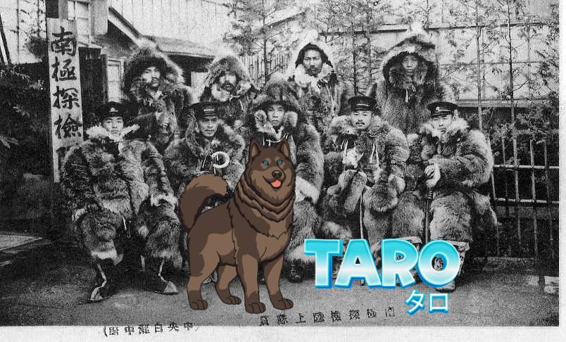 tarocoinbase's tweet photo. $TARO is here! Inspired by the legendary Sakhalin Husky, Taro, who braved the coldest conditions of Antarctica. Alongside his loyal companion Jiro, their incredible survival story has become part of history. 今すぐTAROの旅をお楽しみください! https://t.co/iCWukchuLn