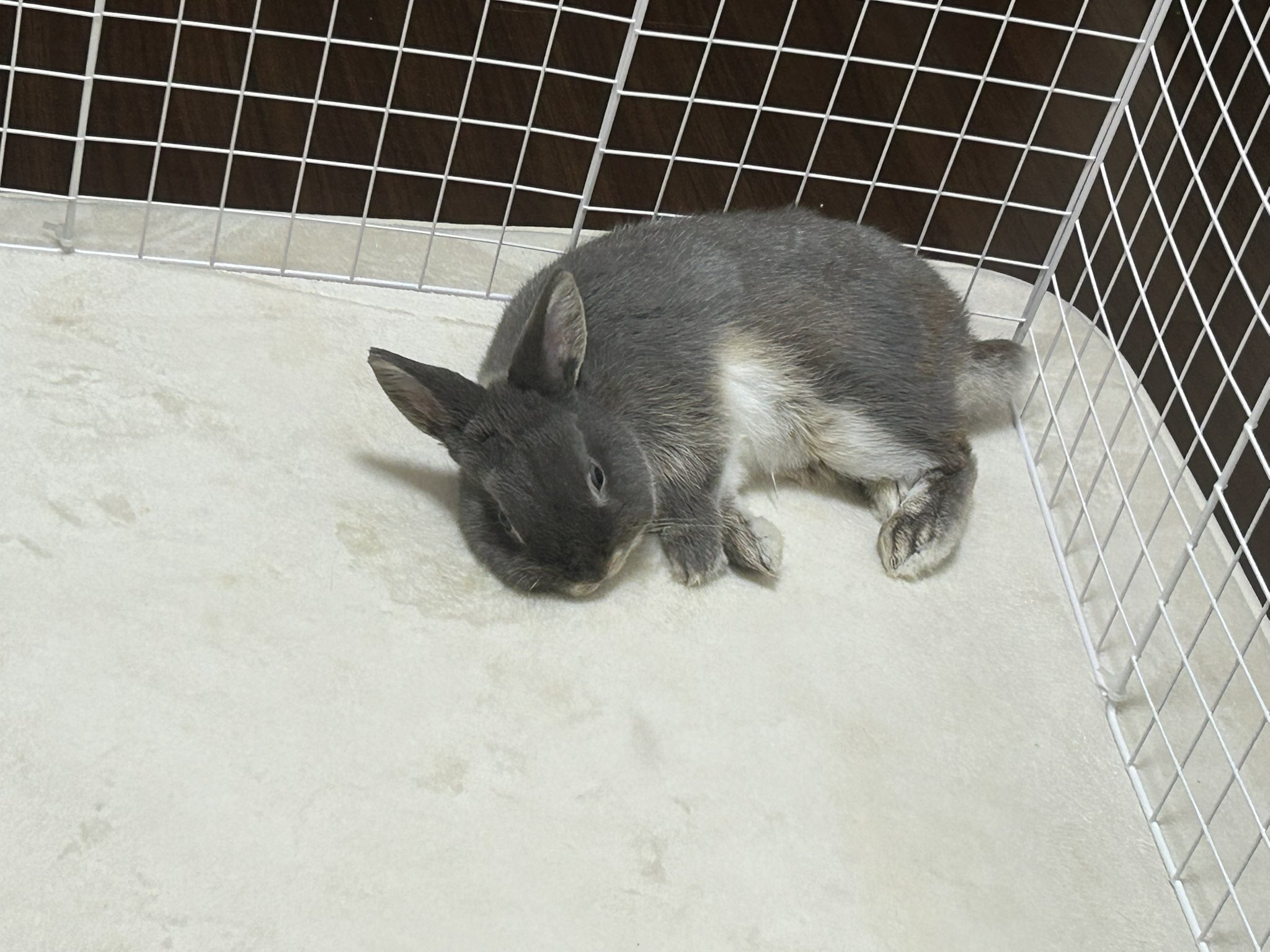 🩶うさぎのもふ on X: 