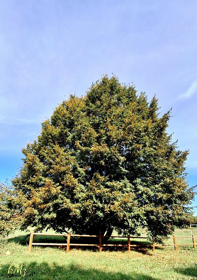 Happy #thicktrunktuesday to you, my dear #trees friends 🤗 🌳💚🍃🚶🏻‍♀️🧘🏻‍♀️🧡🍁👫🌞 #Tuesday #peaceofmind #NatureLovers #Autum #bourgogne #StormHour