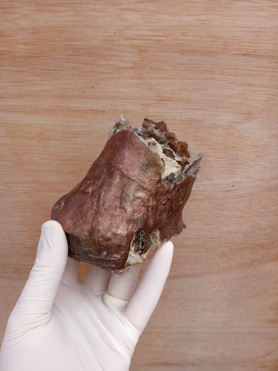 The things he's been through, we don't even know the hoof of it.