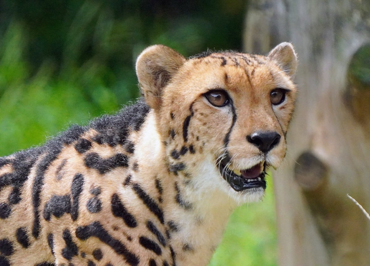 生き物大好きです！ Amazon.co.jp: 動物大好き!NEW水辺の生き物スペシャル(廉価版