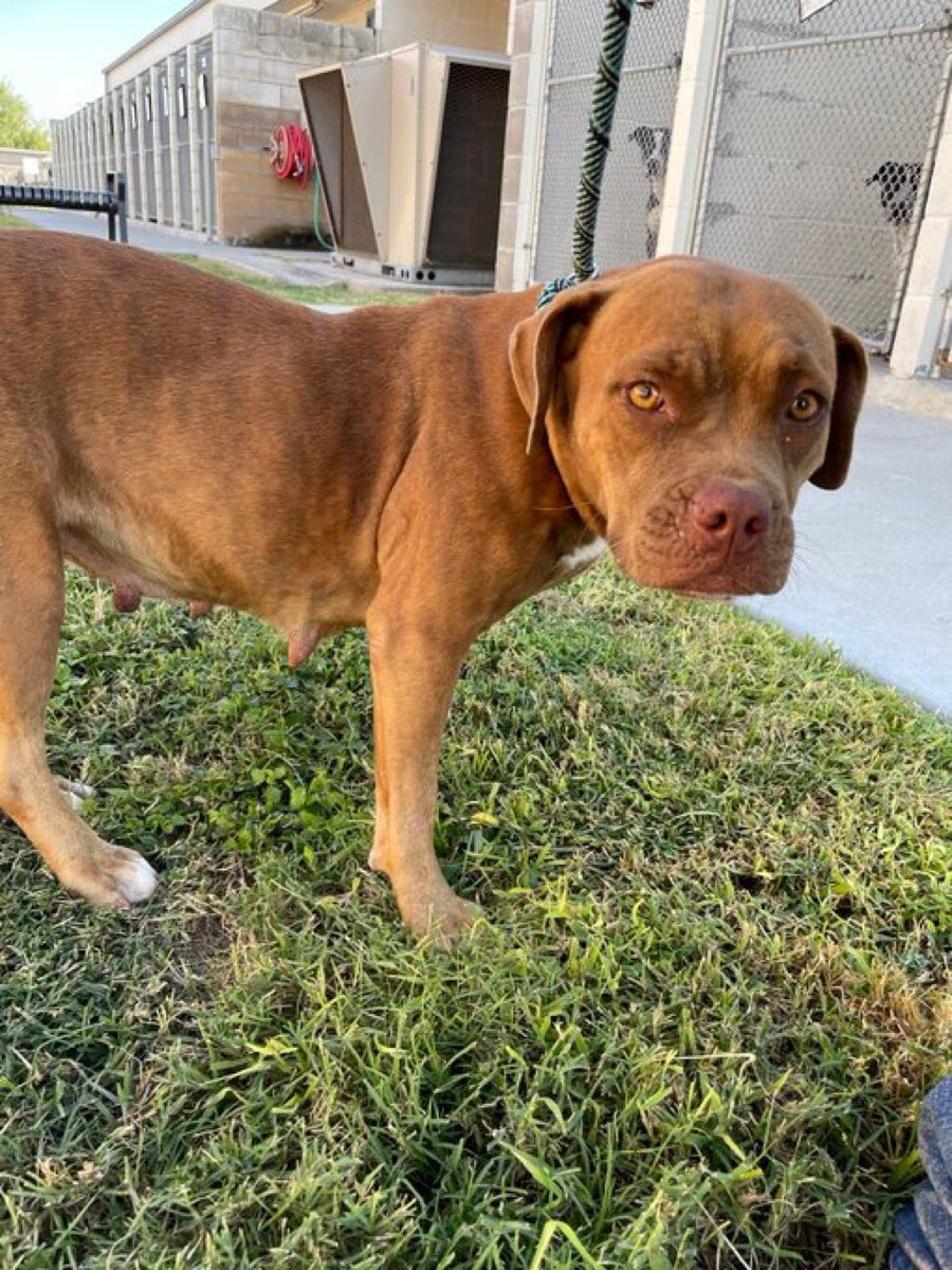 SamfromSpain's tweet image. 🆘MED RESCUE‼️
Worried STACY #A383971 only 2 yrs old!
Gentle injured stray suffering hip dysplasia
Has #RESCUE interest but funds 4 vet care needed
Only 1 day left!
If no save, Corpus Christi AC will euth her‼️
Don’t let her continue 2 suffer or lose her life!
PLEDGE
#RESCUE NOW