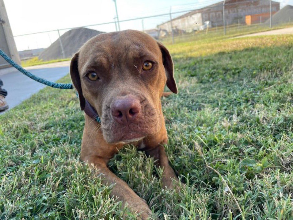 SamfromSpain's tweet image. 🆘MED RESCUE‼️
Worried STACY #A383971 only 2 yrs old!
Gentle injured stray suffering hip dysplasia
Has #RESCUE interest but funds 4 vet care needed
Only 1 day left!
If no save, Corpus Christi AC will euth her‼️
Don’t let her continue 2 suffer or lose her life!
PLEDGE
#RESCUE NOW