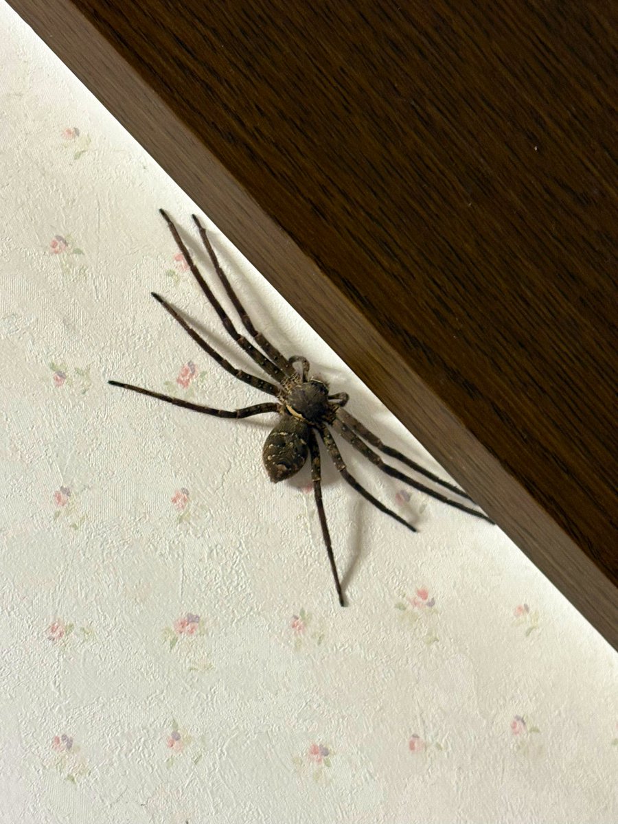 脱衣所に嘘みたいにでかい蜘蛛いたんだけど強そうすぎる。
