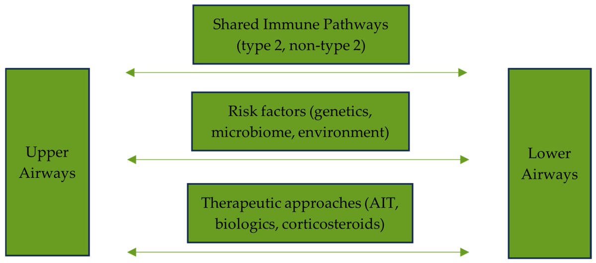 🔔#Allergies_MDPI Welcomes you to read our publication "Are Rhinitis and Asthma Just One Disease Affecting Different Parts of the Respiratory Tract?" by Dr. Victor Alexandru et al.

✅Link: brnw.ch/21wWpyJ

#UnitedAirwayDisease #AllergicRhinitis #ChronicRhinosinusitis