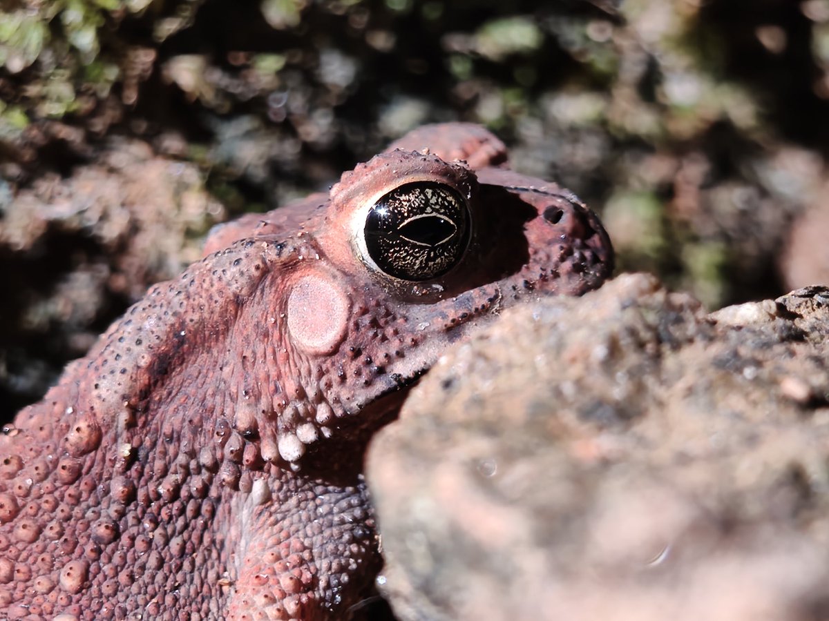 jithin2311's tweet photo. Through the Lens of @nothing 3a Pro : Macro ⚡️
@nothingindia @getpeid @AkisEvangelidis @Snapdragon
#WithNothing #shotonnothing #nothing3apro https://t.co/WnaASMah9Q