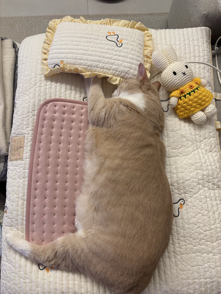 spring_bombomi's tweet image. 뽐이 전기방석에 배 지지고 손은 베게 속에 넣어두겠대. 이제 좀 춥대••