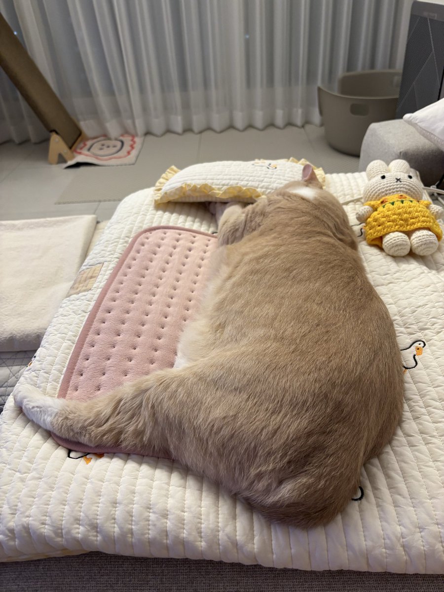 spring_bombomi's tweet image. 뽐이 전기방석에 배 지지고 손은 베게 속에 넣어두겠대. 이제 좀 춥대••