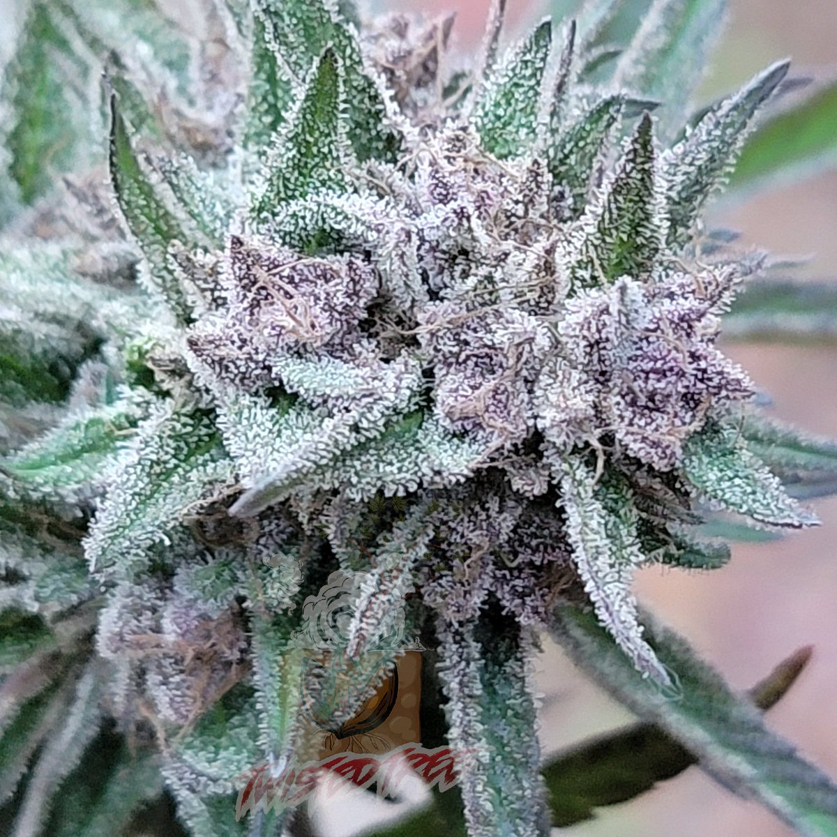 Twistedtreeauto's tweet photo. Morning, my leafy legends!  Kick off your Tuesday on a high note 😶‍🌫️grab those seeds and watch the magic sprout. Pro tip: Pair with chill tunes for max zen. What's your ultimate grow playlist? Sound off! #HighMorning #SeedVibes #CannabisLife https://t.co/C6ScNG7x0i