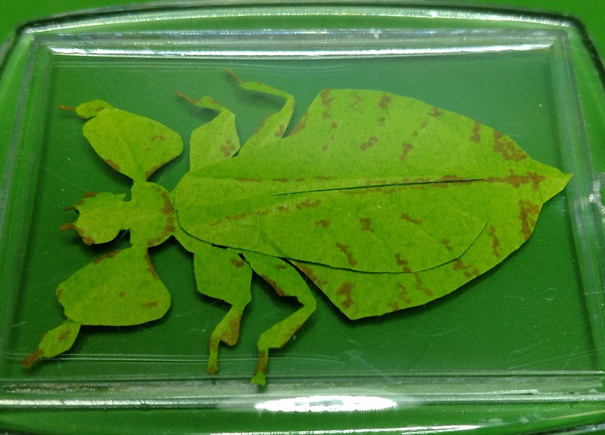 今日は、コノハムシを作って封入してみました。
モデルはビオクラトゥム。