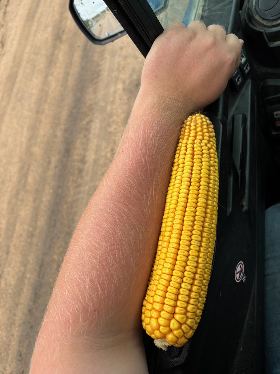 TeraGanix's tweet photo. “It’s the best corn I’ve ever seen!" - An ear out of trial plot, where our farmer cut back inputs and did Nitrogen reduction program + microbes on soil. Will be sharing more soon as we’ll be traveling all across the states visiting our farmers! #corn #kansasfarm #kansas #nitrogenreduction