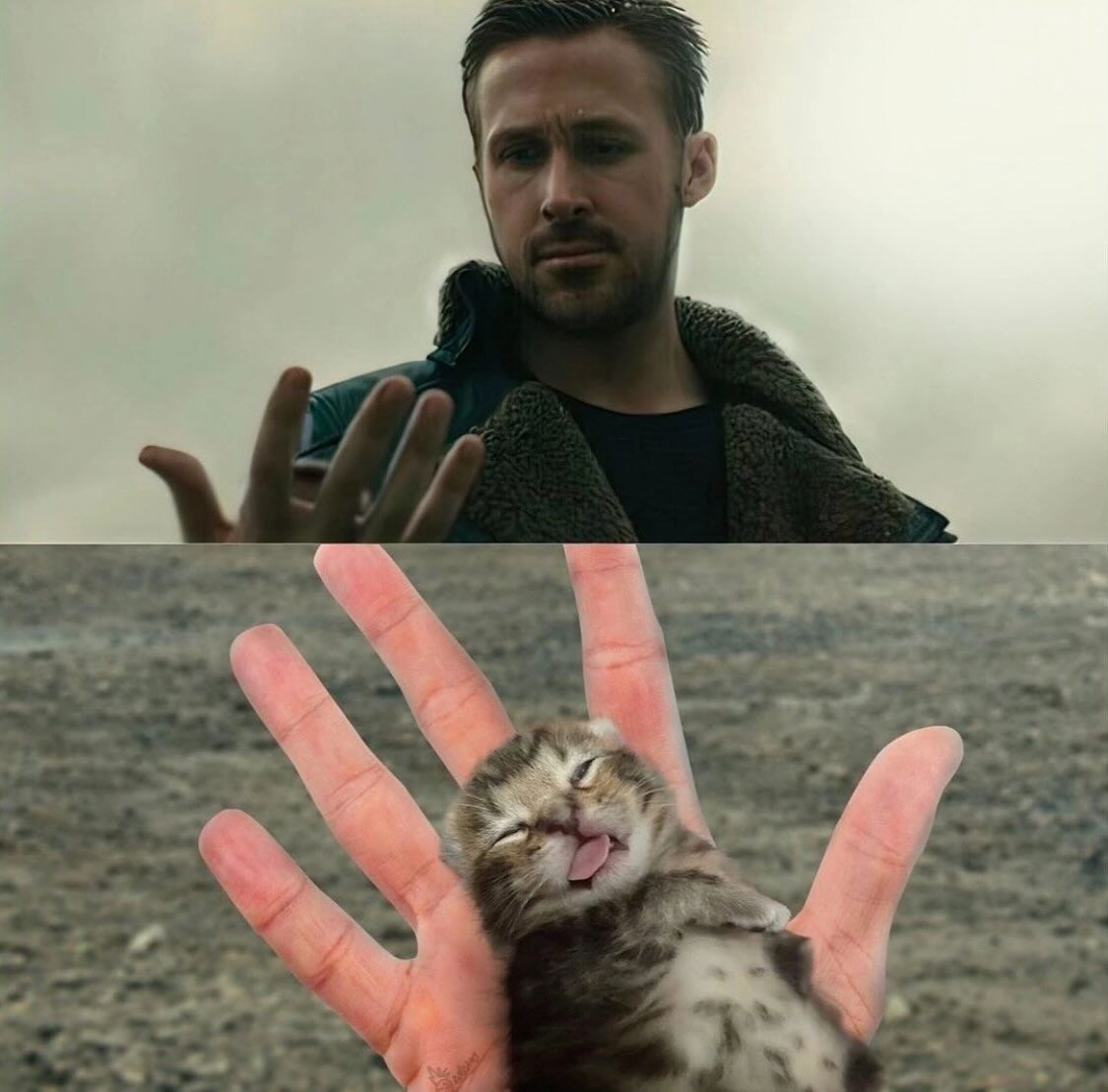 Punch Cat tweet media
