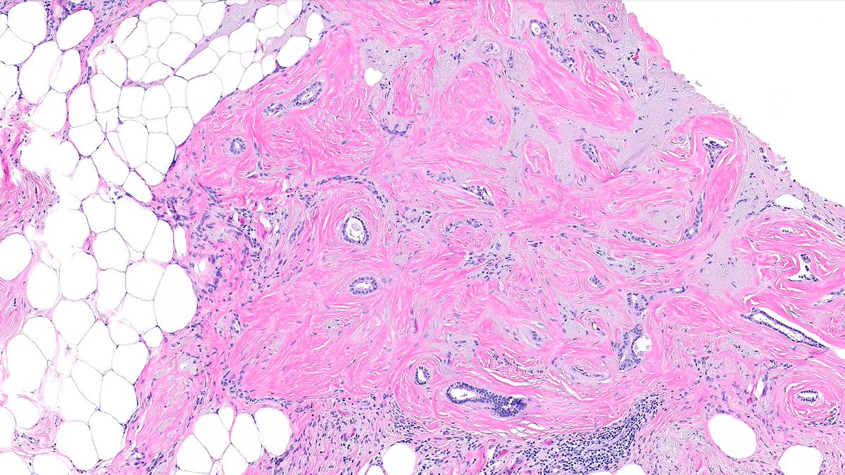 Raza Hoda MD tweet media